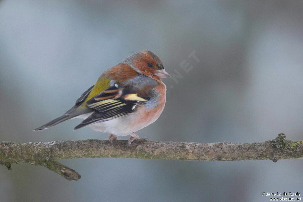Eurasian Chaffinch male