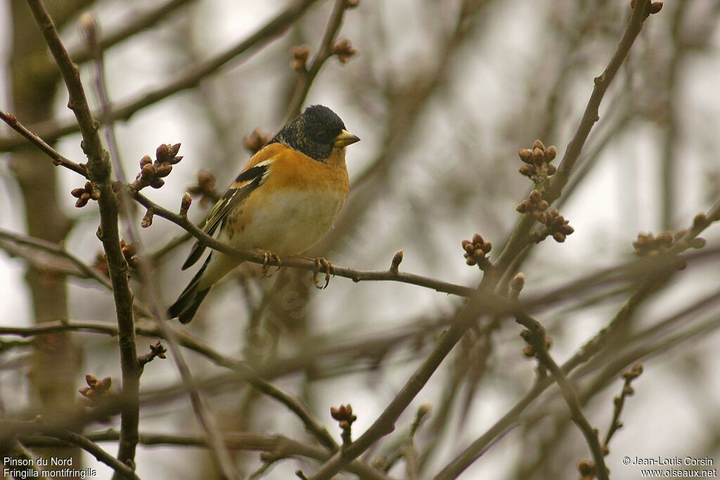 Pinson du Nord