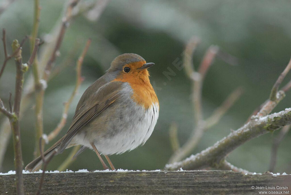 European Robin