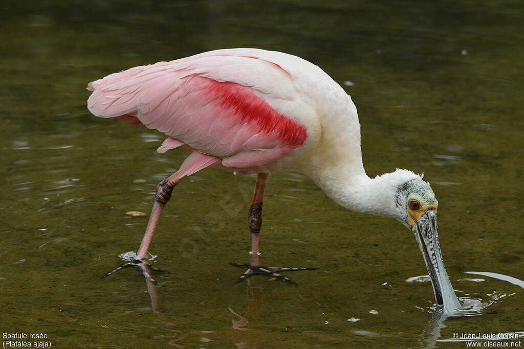 Roseate Spoonbill