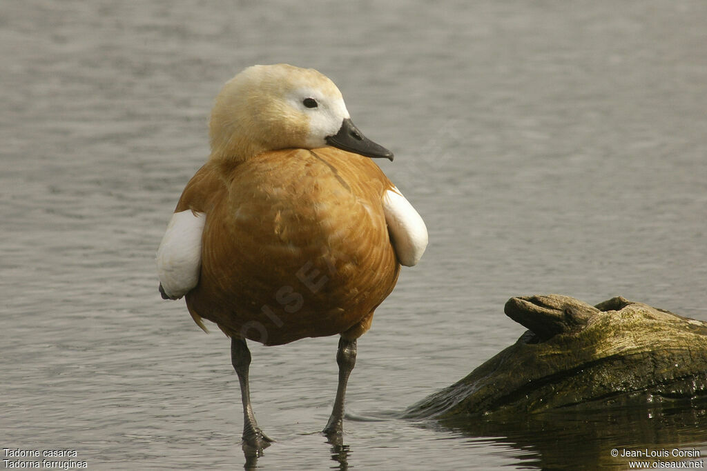 Ruddy Shelduck