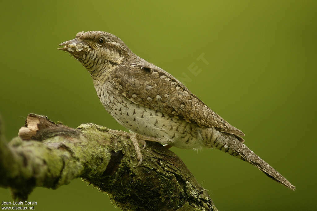 Eurasian Wryneckadult, feeding habits, Reproduction-nesting