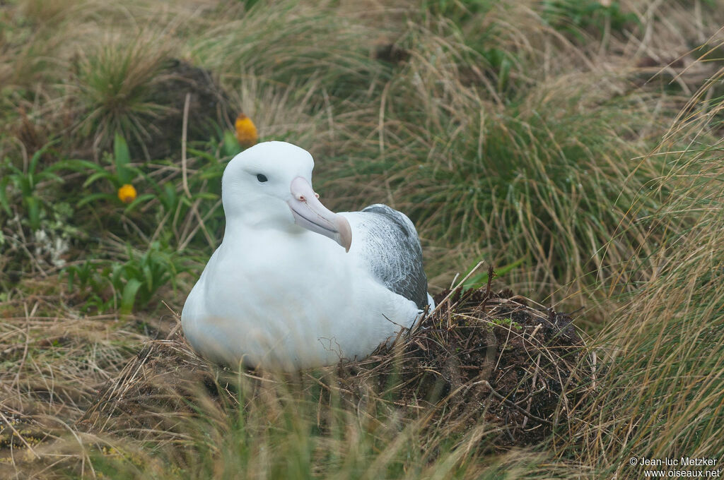Albatros royaladulte, Vol, Nidification
