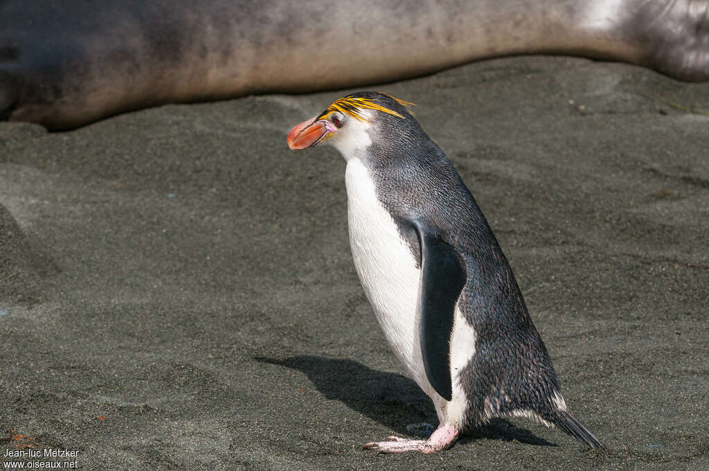 Royal Penguinadult, identification