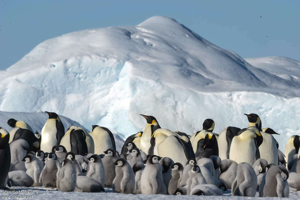 Emperor Penguin, habitat, swimming, colonial reprod.