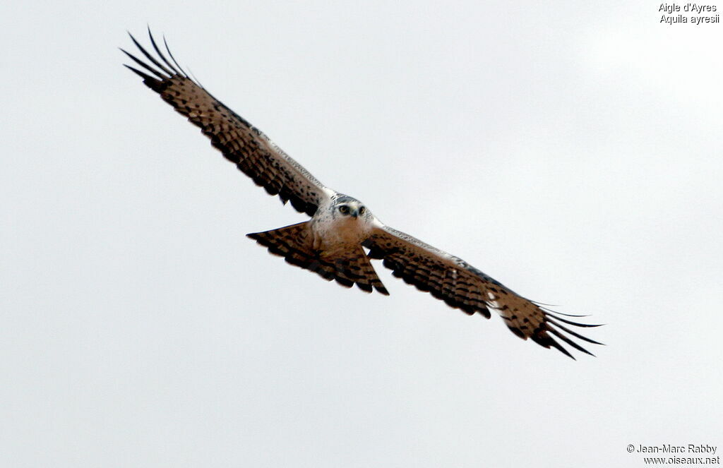 Aigle d'Ayresadulte, Vol
