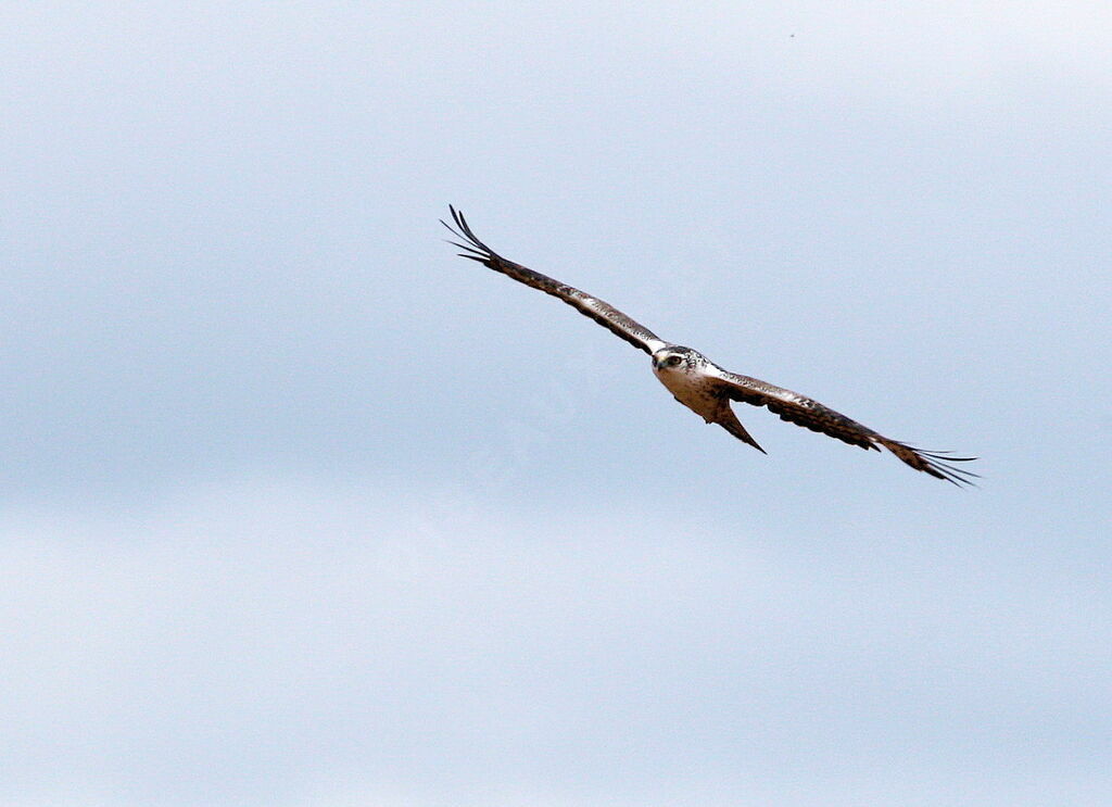 Aigle d'Ayresadulte, Vol