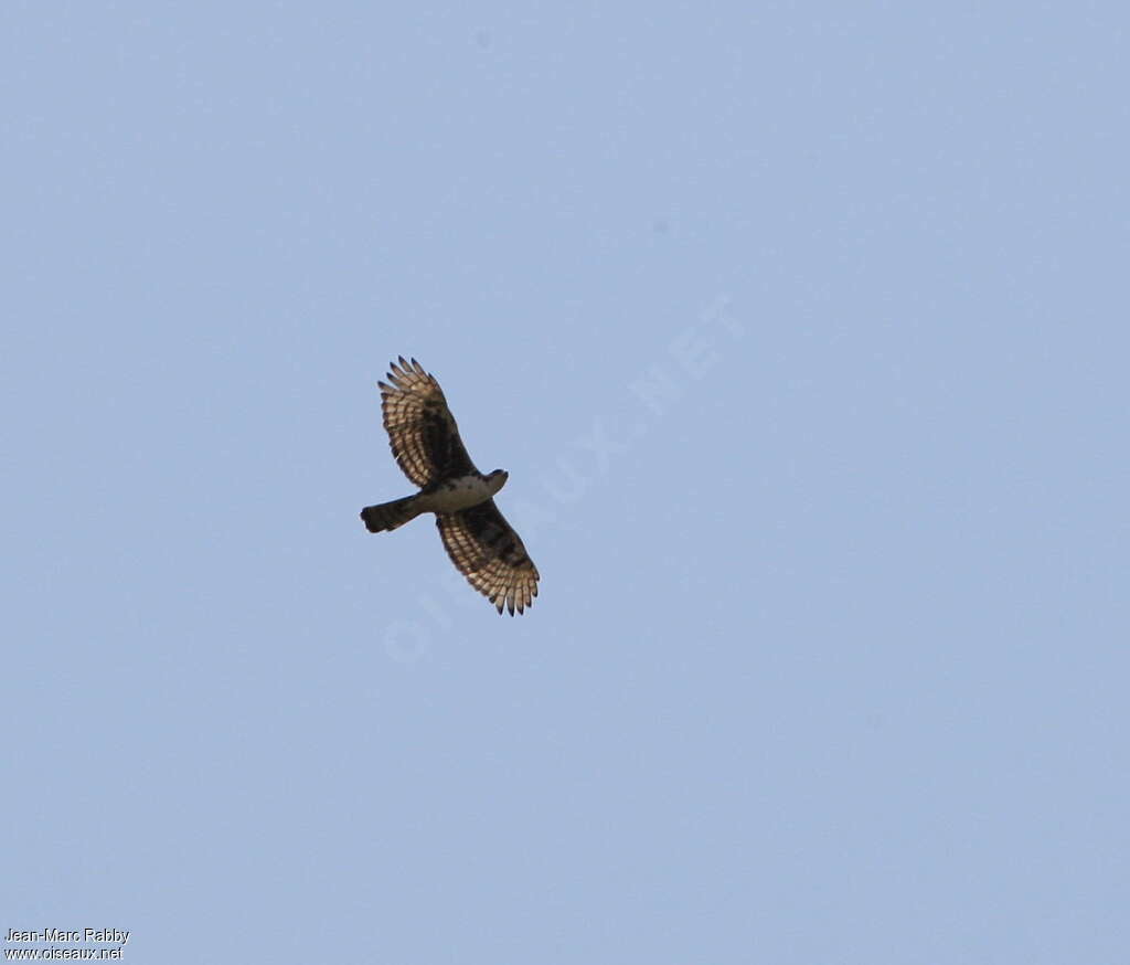 Cassin's Hawk-Eagleadult, Flight