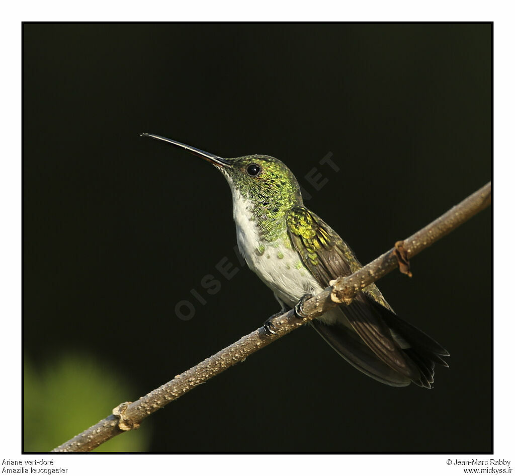 Plain-bellied Emerald, identification