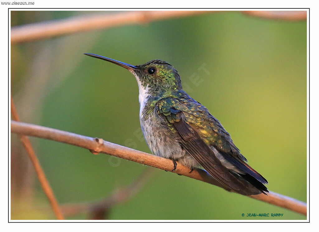 Plain-bellied Emerald, identification