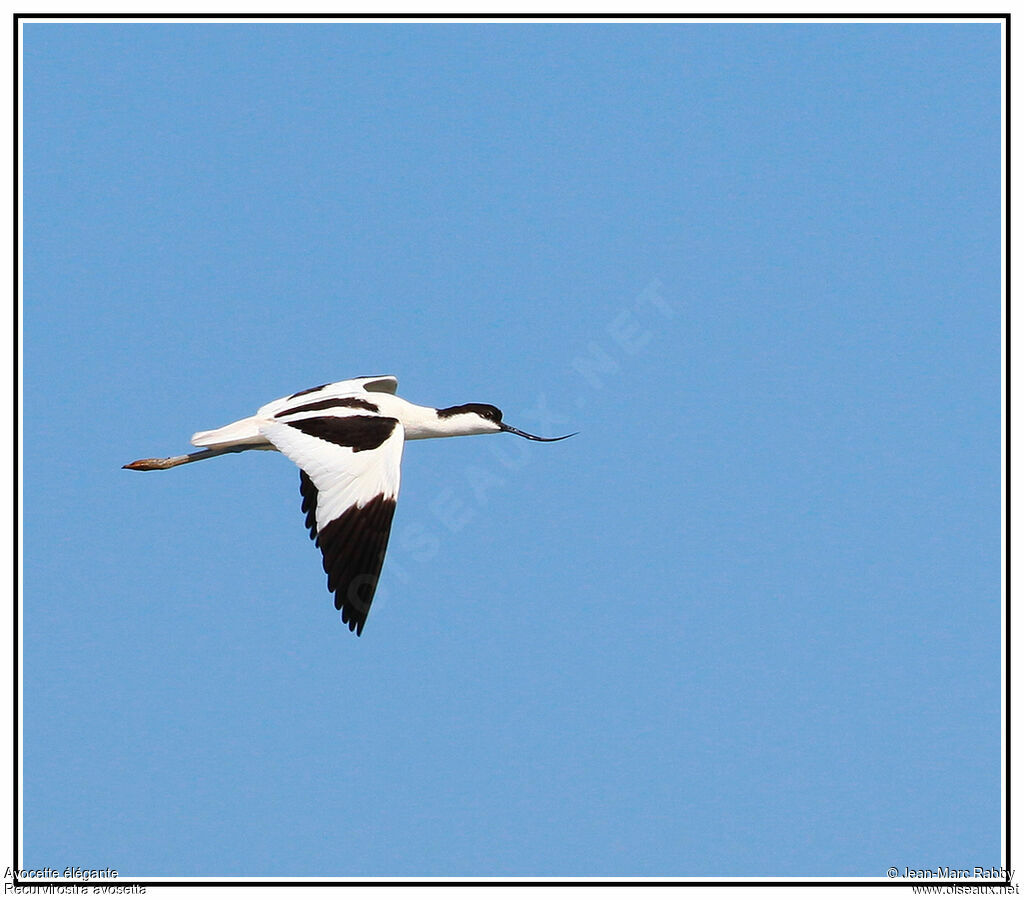 Avocette élégante, Vol
