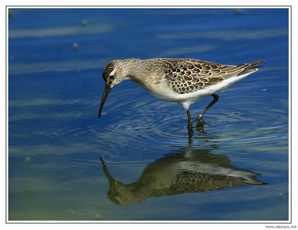 Curlew Sandpiper, identification