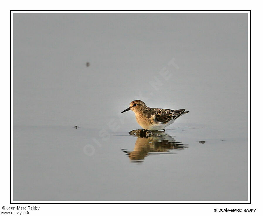 Temminck's Stint, identification