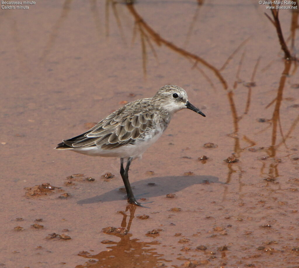 Little Stint, identification