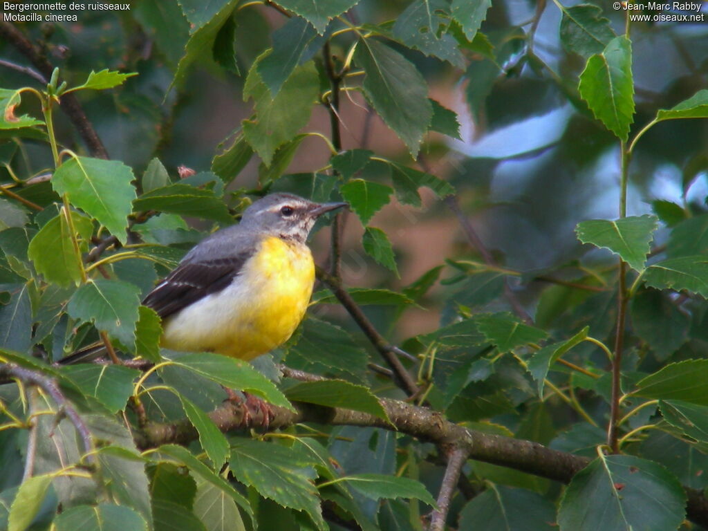 Bergeronnette des ruisseaux, identification