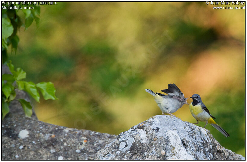 Bergeronnette des ruisseaux, identification, Comportement