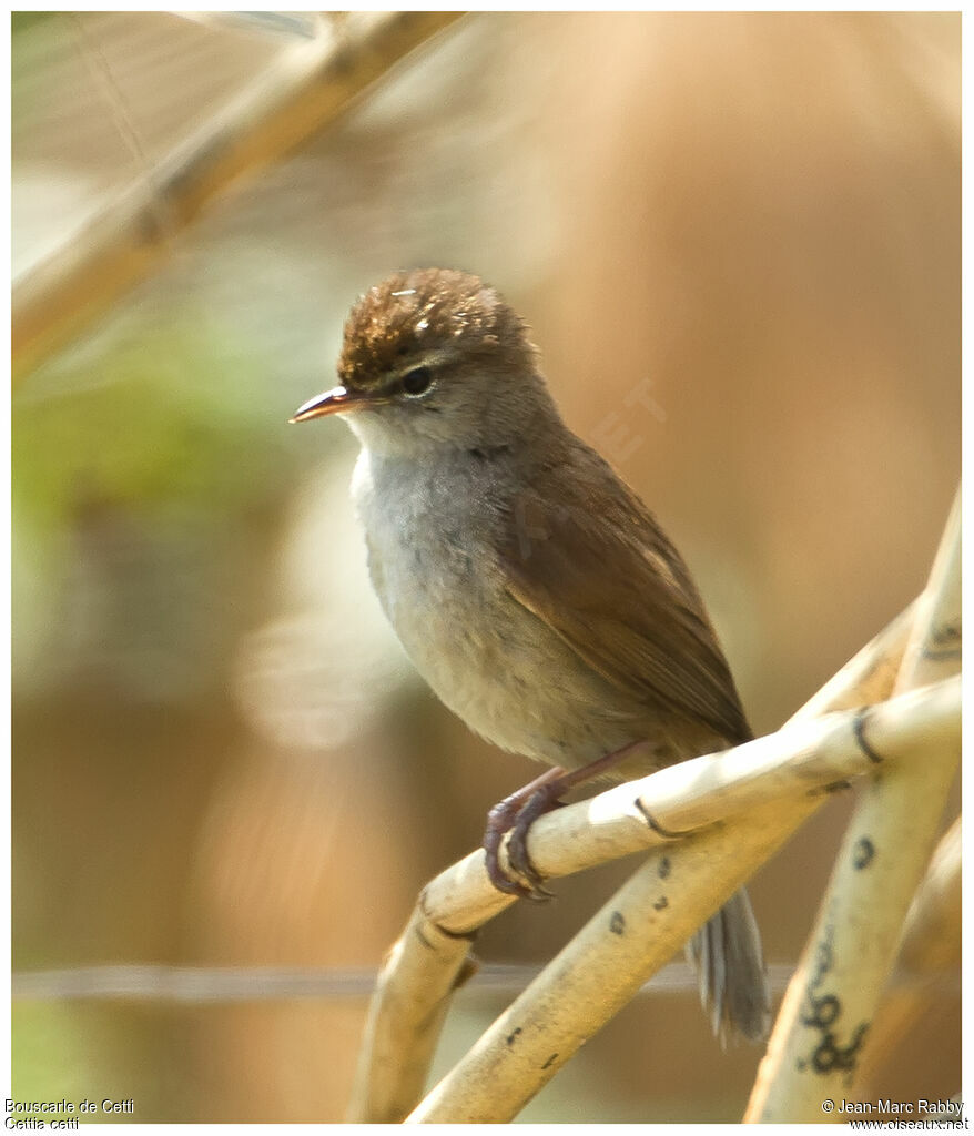 Bouscarle de Cetti, identification
