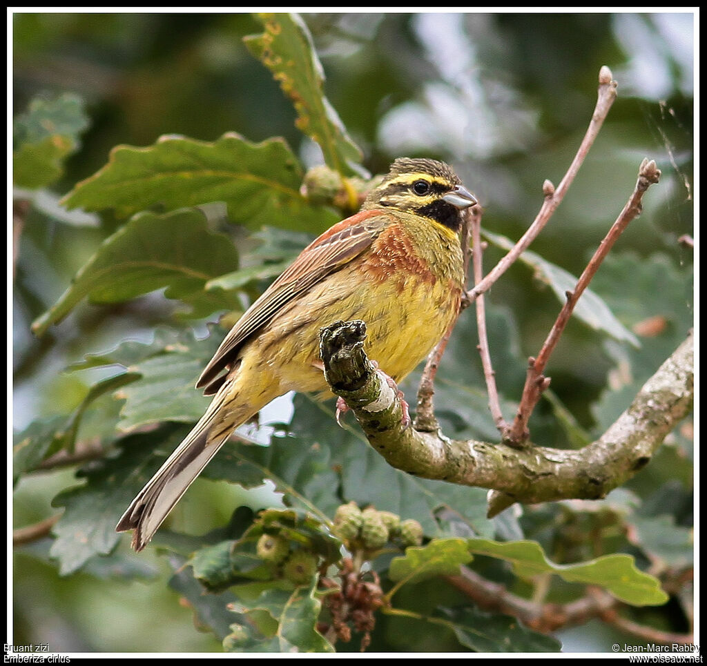 Bruant zizi, identification