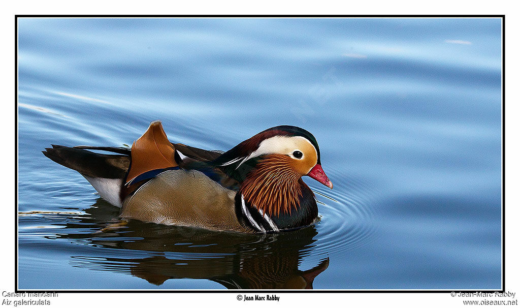 Mandarin Duck, identification