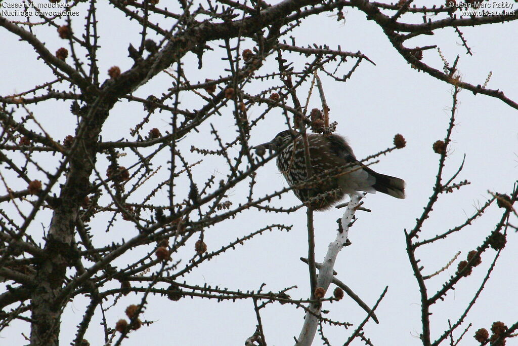 Northern Nutcracker, identification