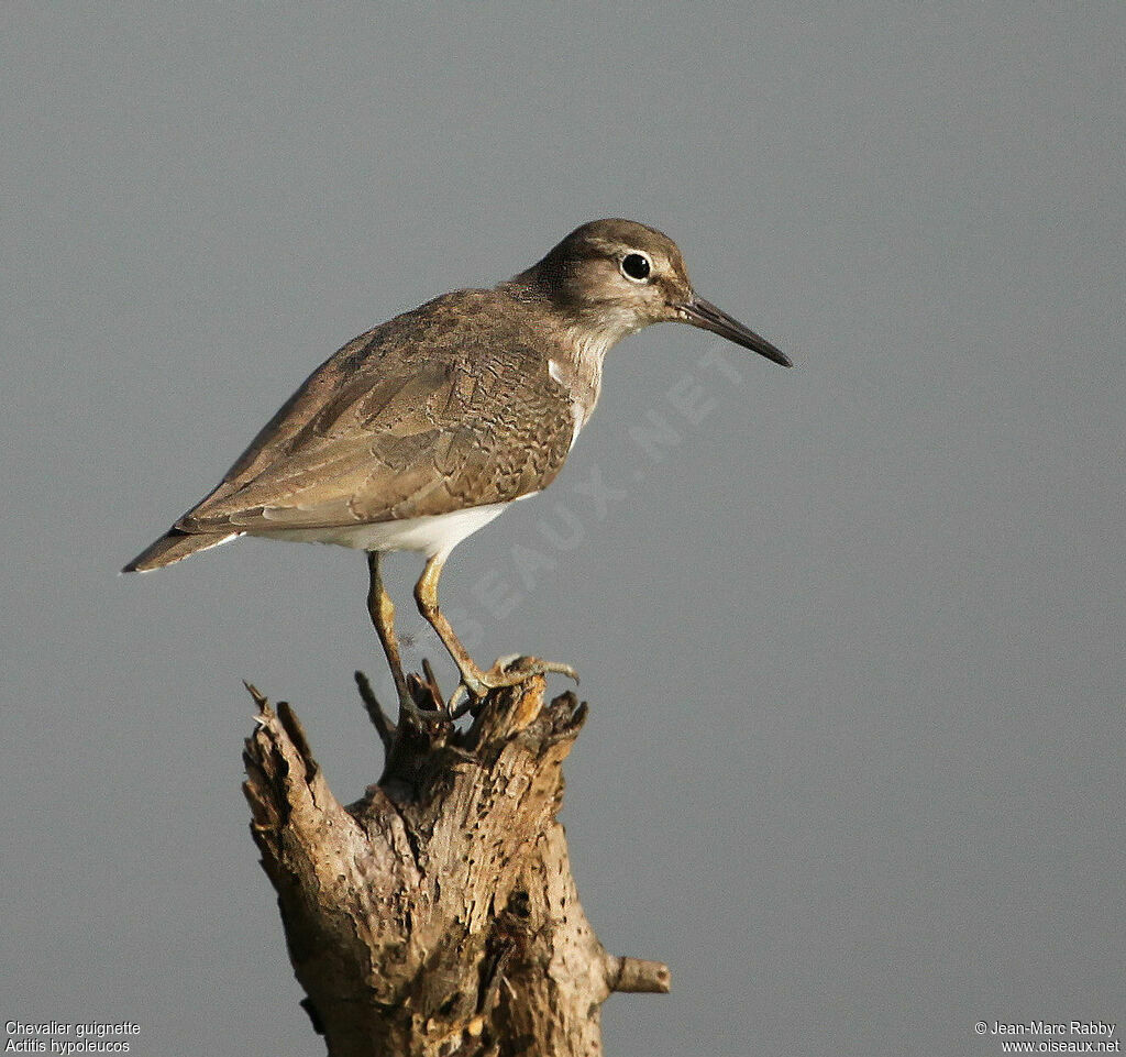 Chevalier guignette, identification