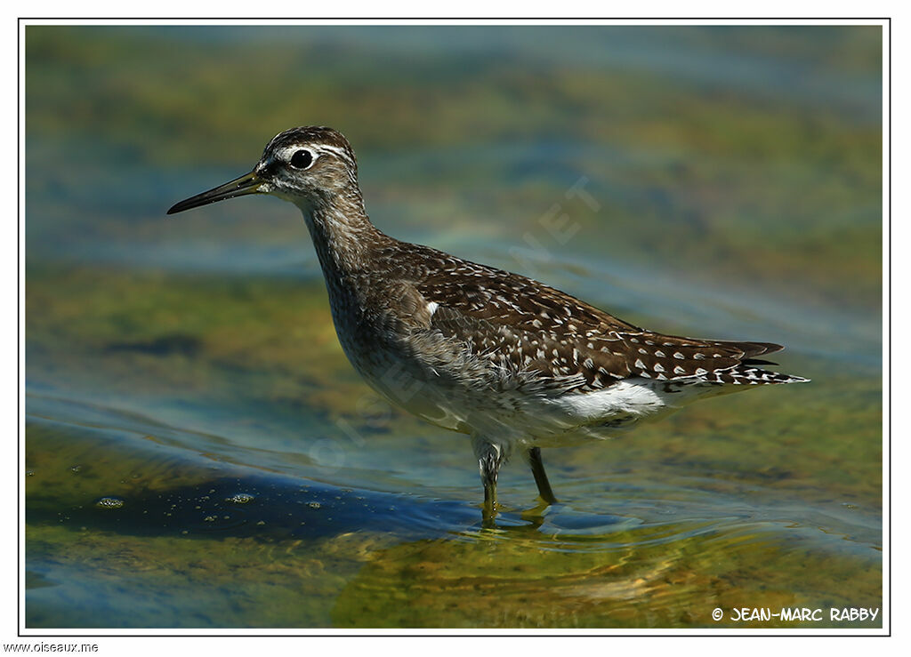 Wood Sandpiper, identification