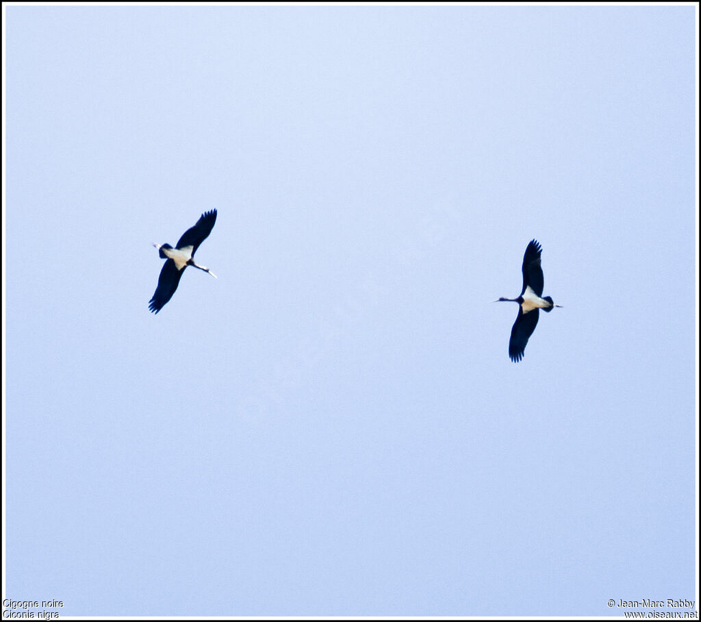 Cigogne noire, Vol
