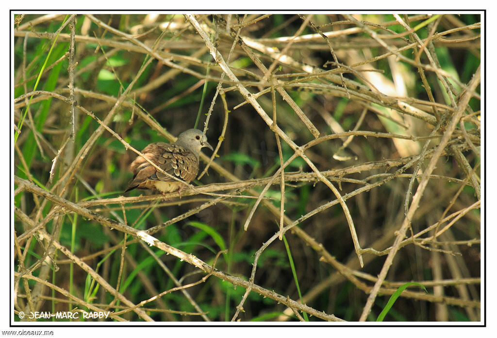 Plain-breasted Ground Dove, identification