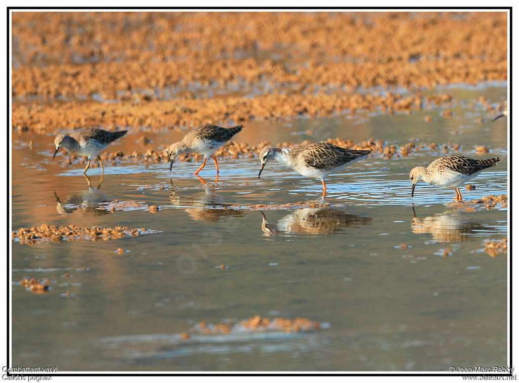 Combattant varié, identification