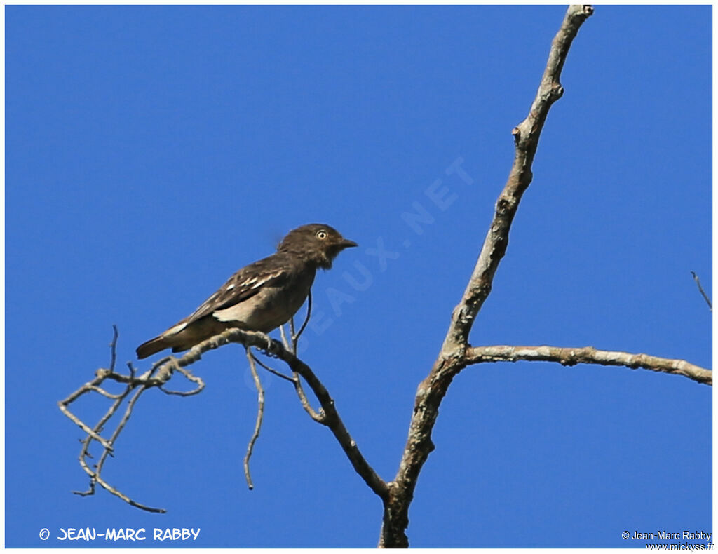 Pompadour Cotinga, identification