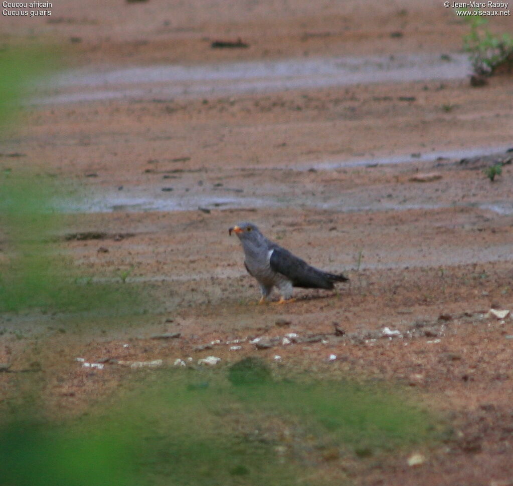 African Cuckoo, identification