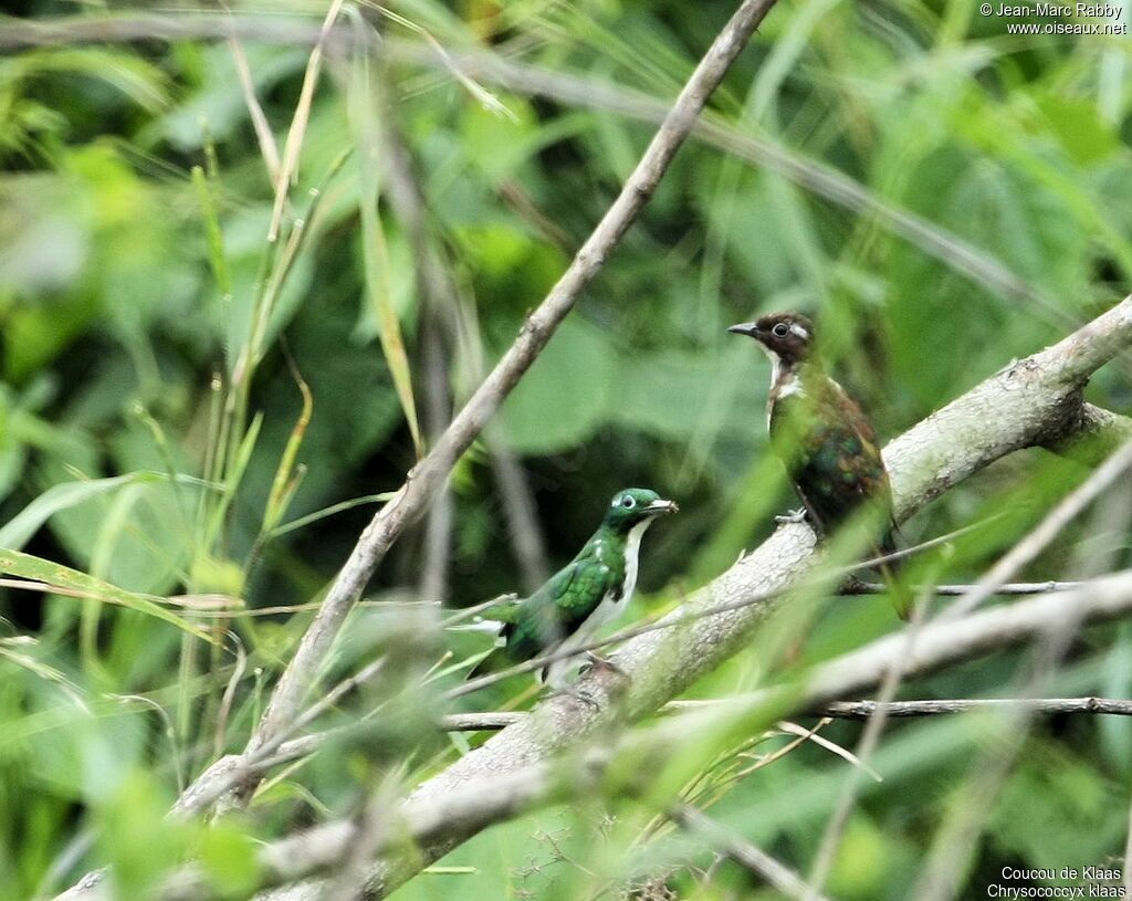 Klaas's Cuckoo 