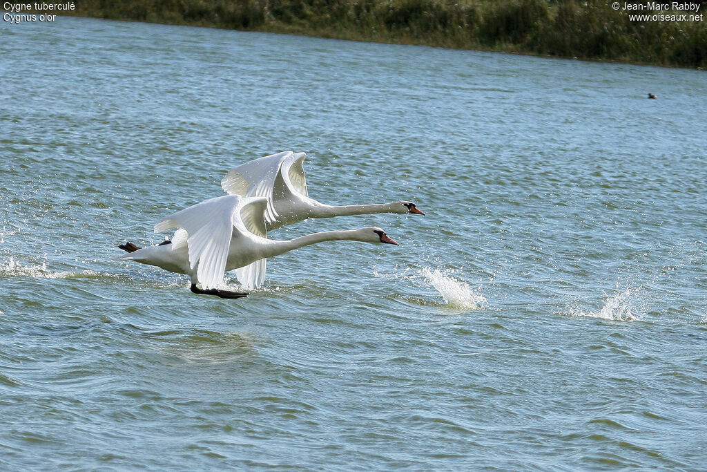 Mute Swan, identification