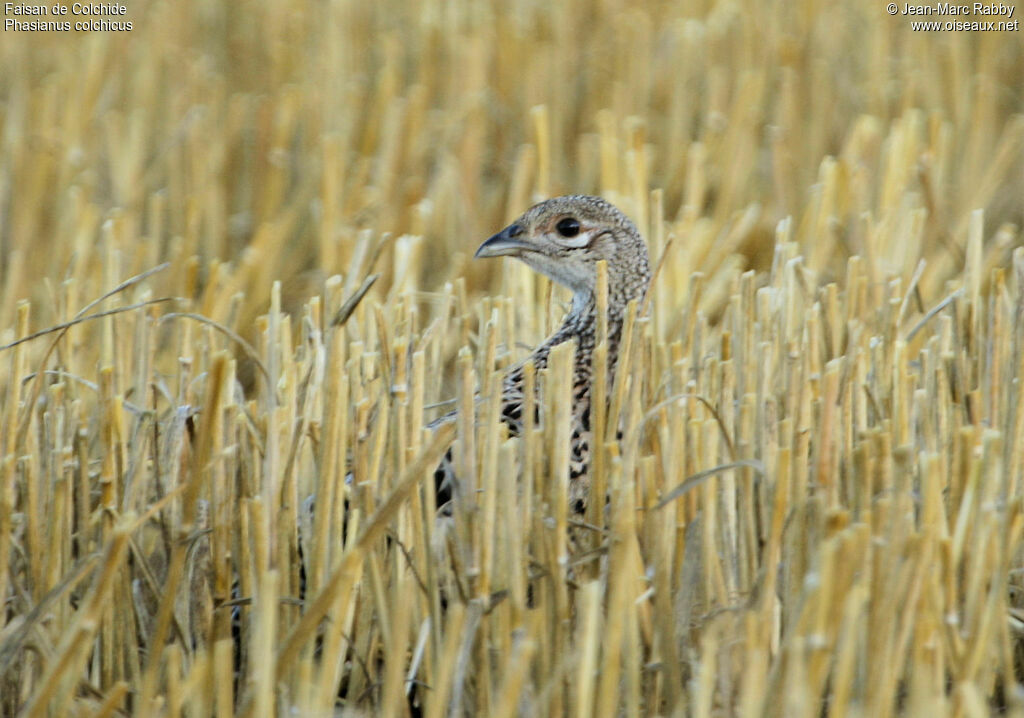 Common Pheasant female juvenile, identification