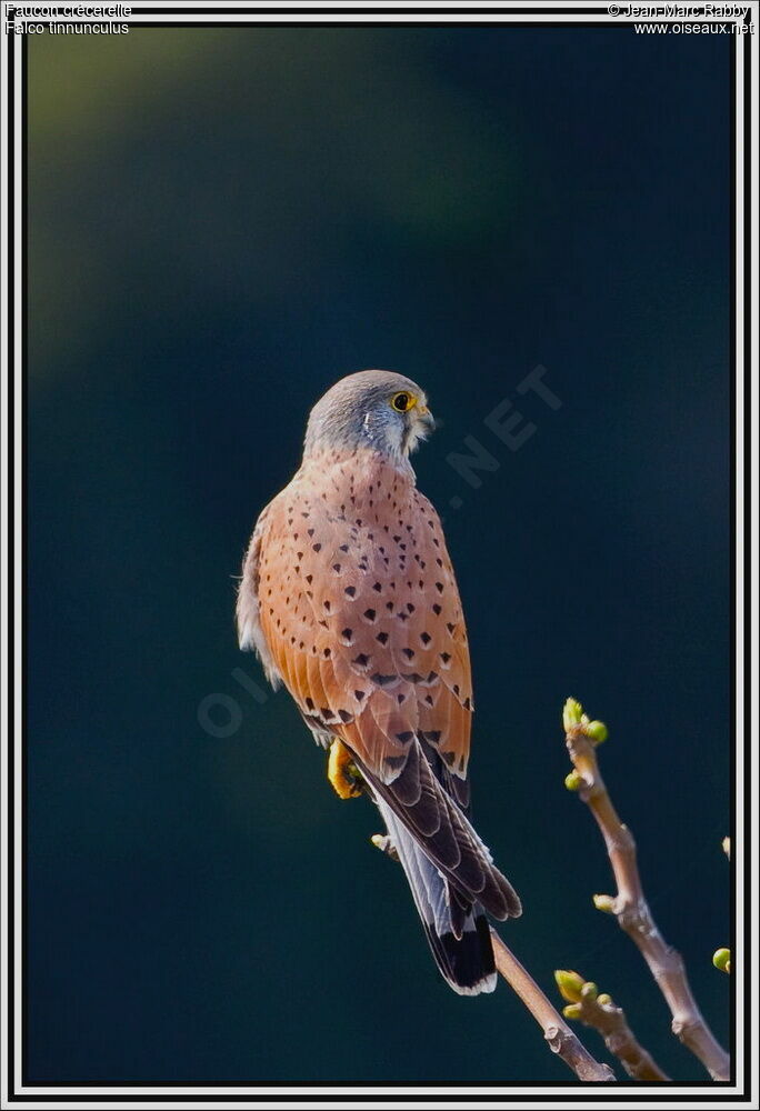 Common Kestrel, identification
