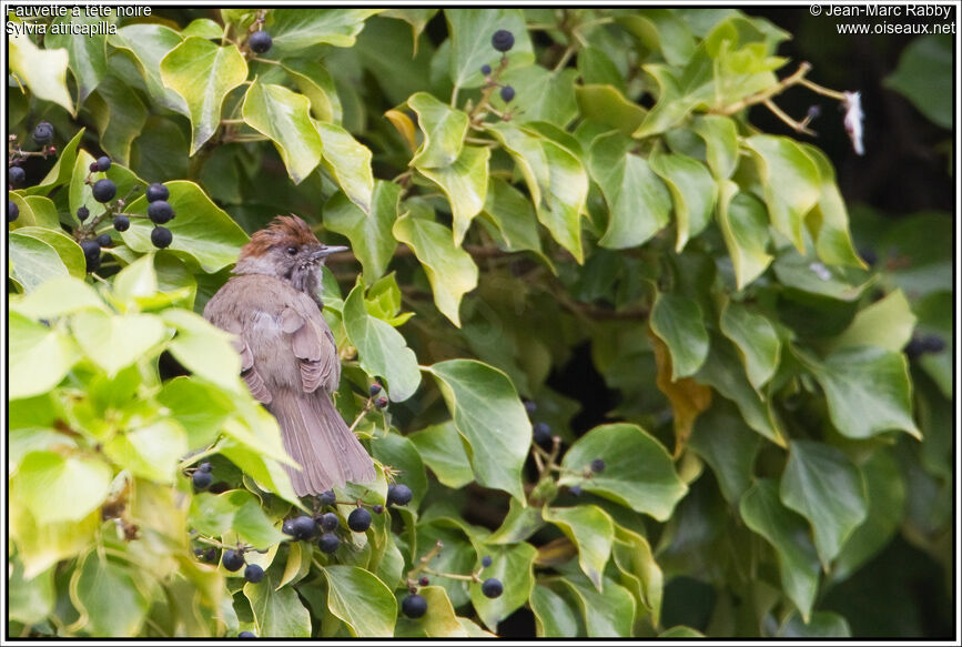 Eurasian Blackcap female, identification