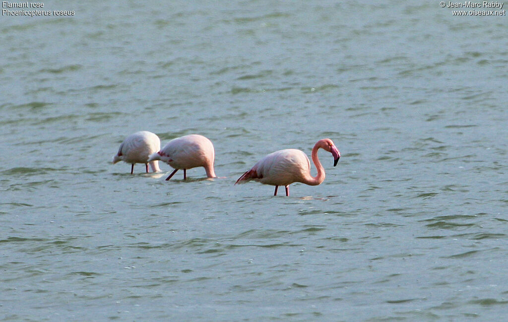 Flamant rose