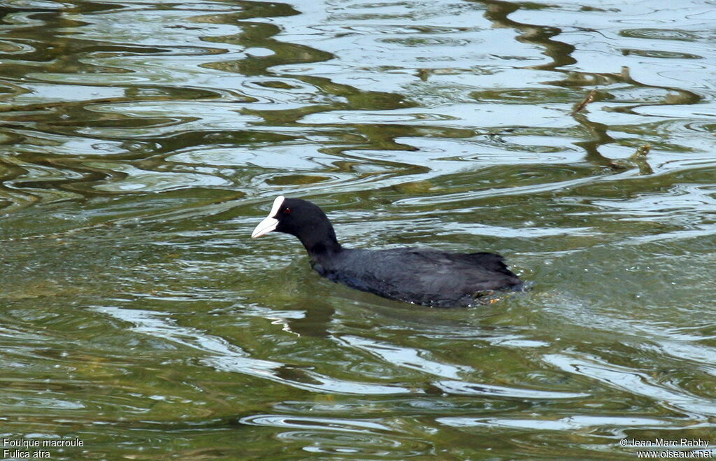 Eurasian Coot