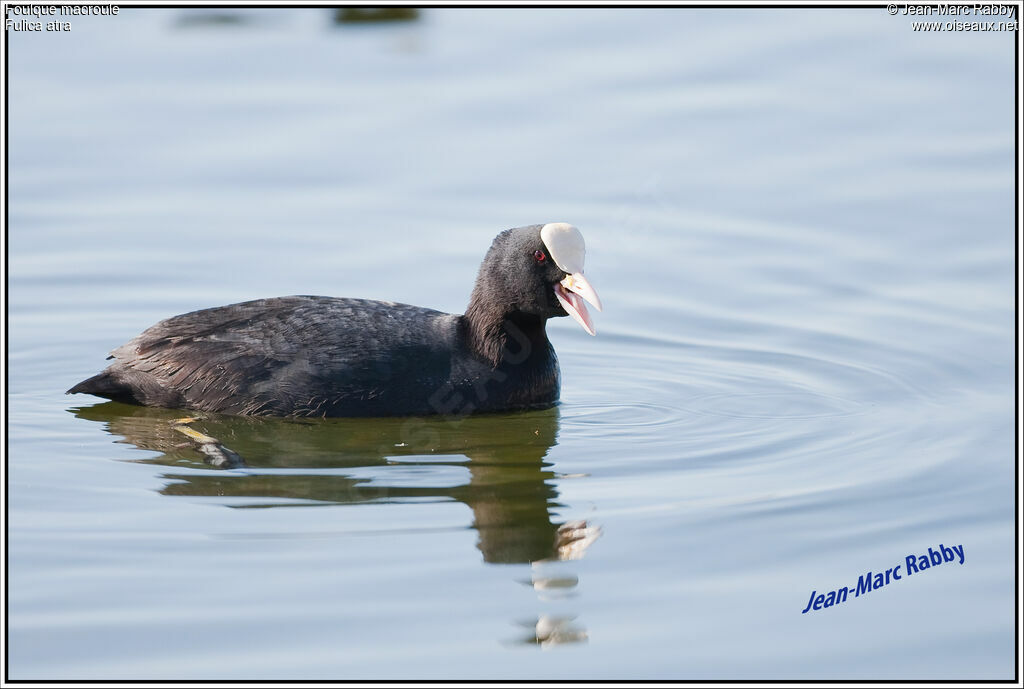 Eurasian Coot, identification