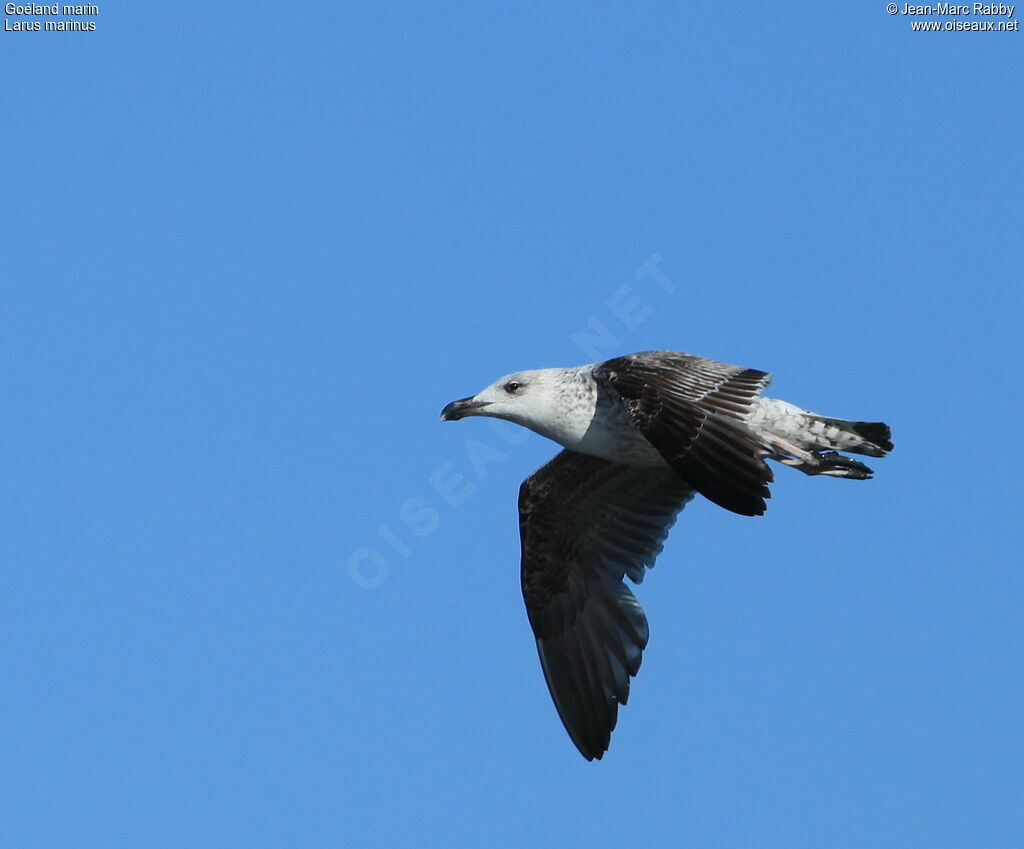 Great Black-backed Gull, Flight