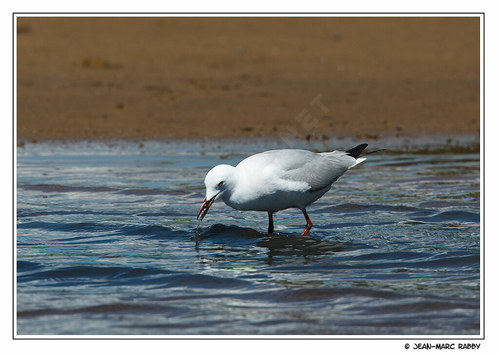 Goéland railleur, identification