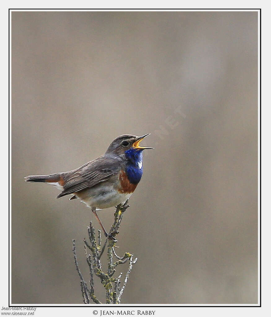 Gorgebleue à miroir mâle adulte, identification, chant