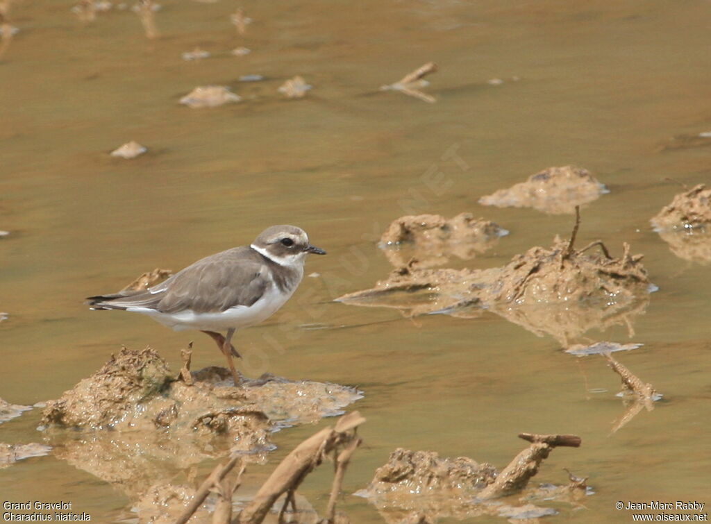 Common Ringed Ploverjuvenile