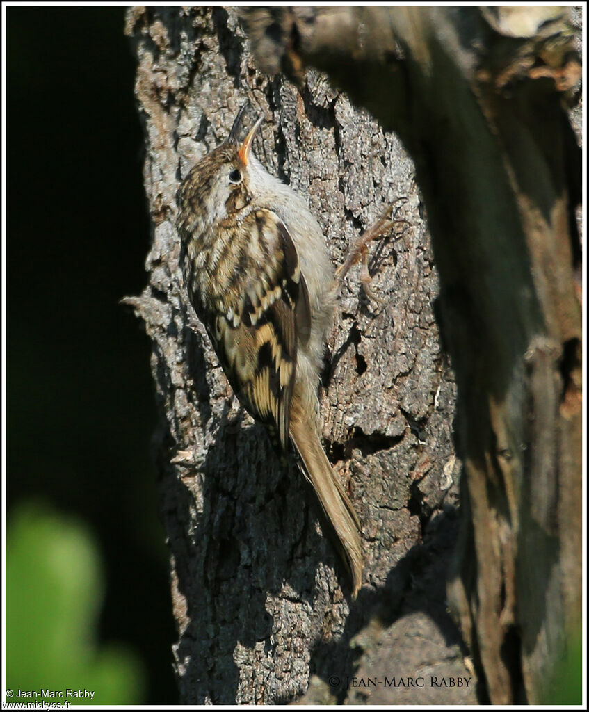 Grimpereau des jardins, identification