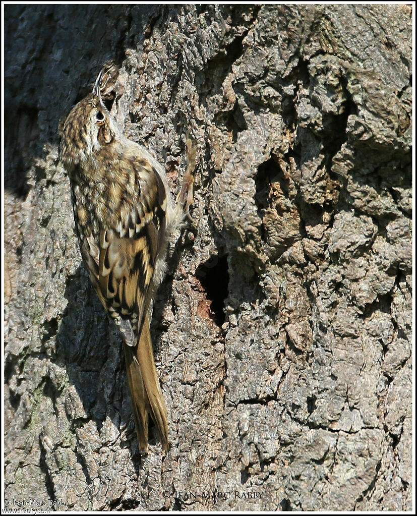 Grimpereau des jardins, identification