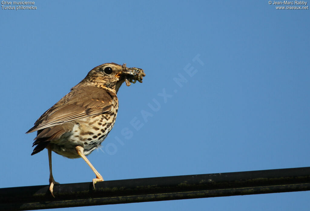 Grive musicienne, identification