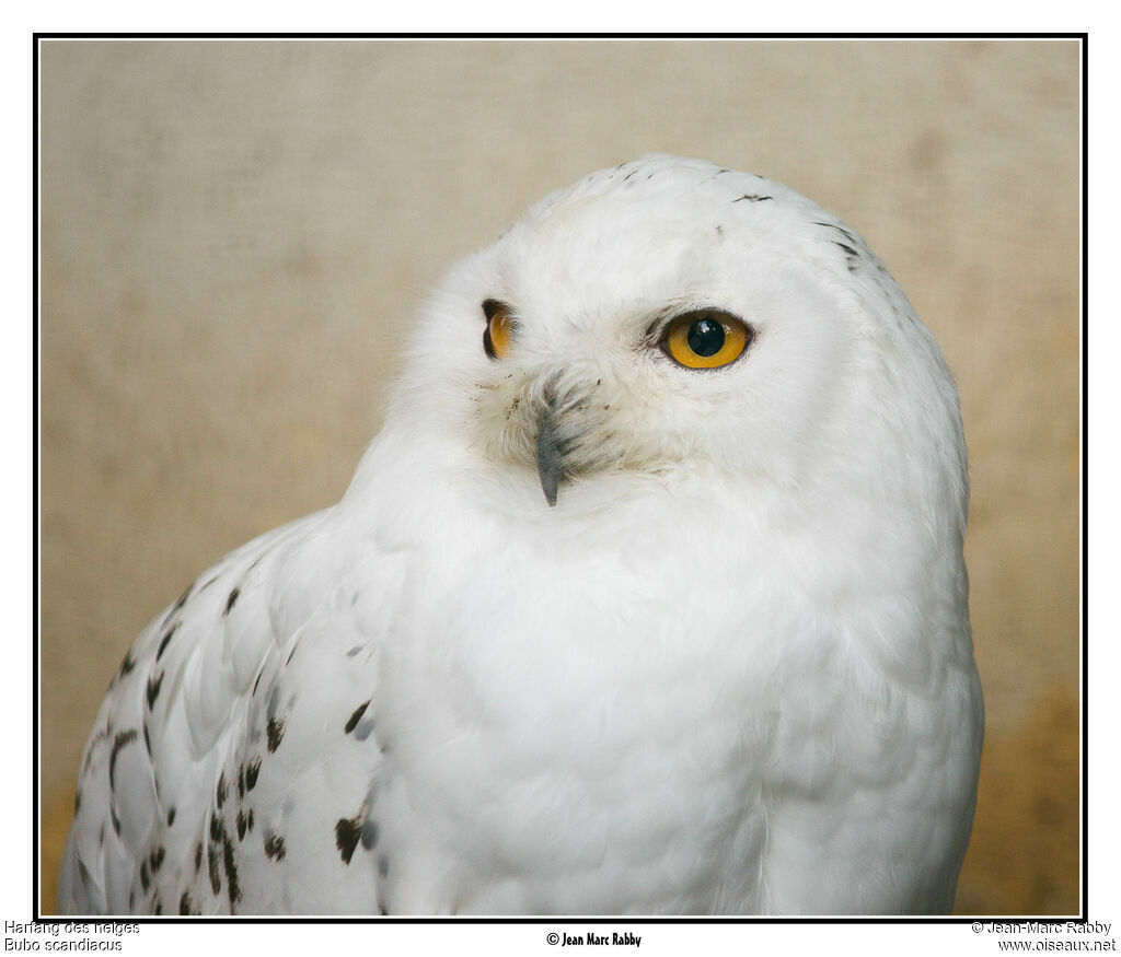 Harfang des neiges, identification