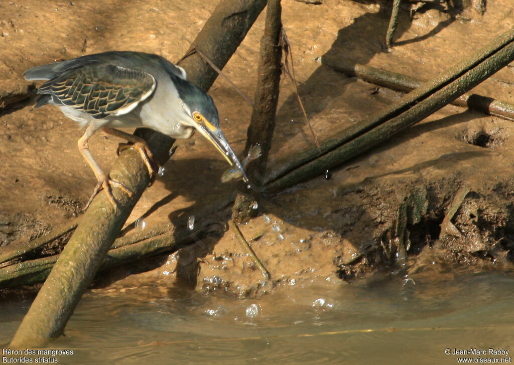 Little Heron
