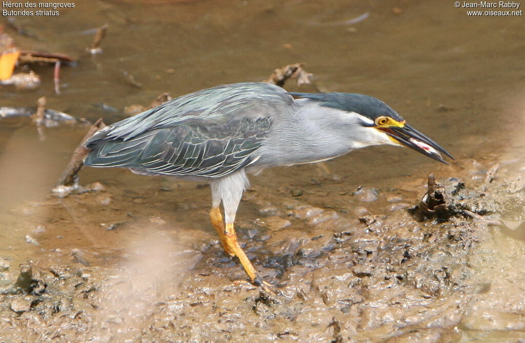 Little Heron, identification