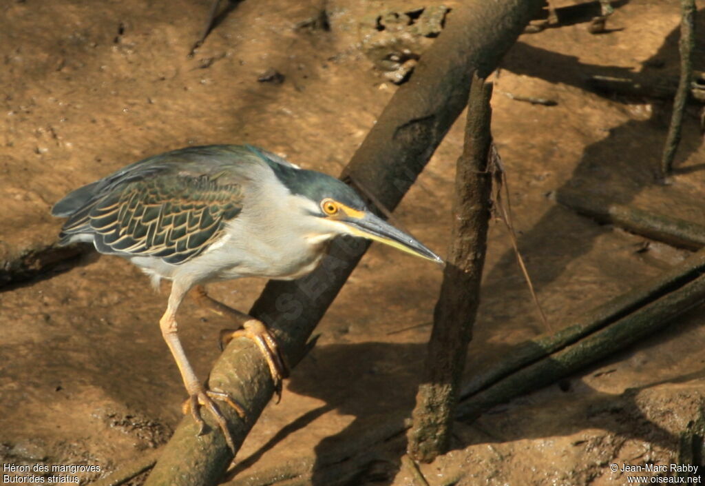 Little Heron